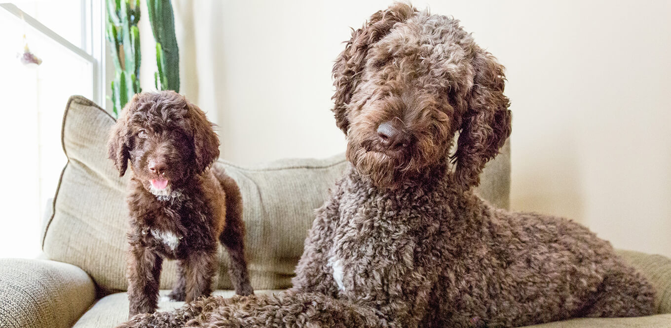 article nutritional needs of pregnant and nursing dogs inset