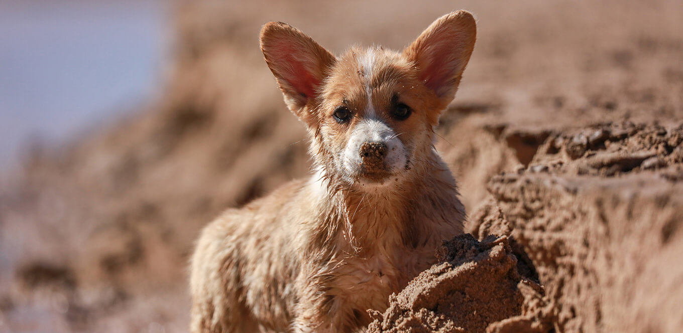article puppy basics selecting the right food inset