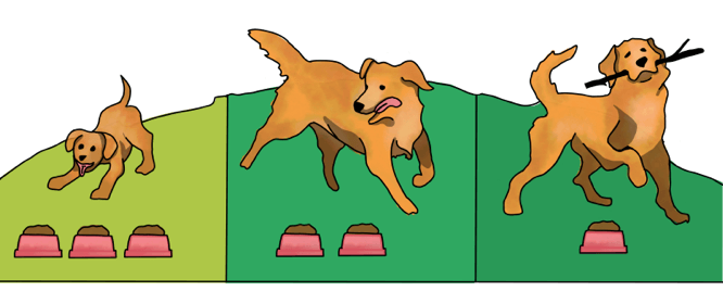 How Often Should I Feed My Dog?