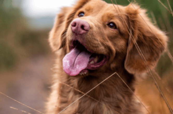 Should I Feed My Dog Both Wet and Dry Food?