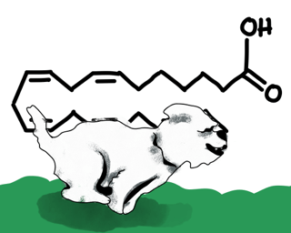 Important Fatty Acids in IAMS Dog Foods